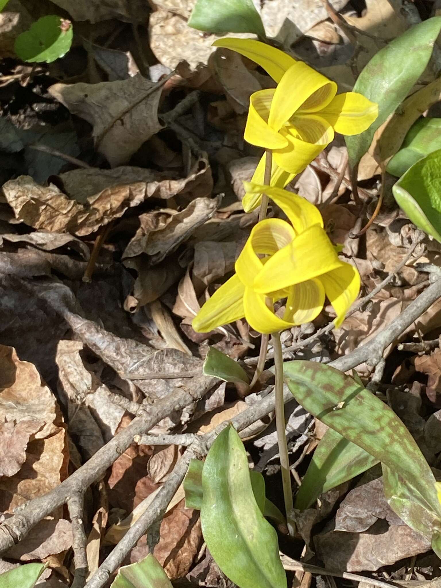 Image of dogtooth violet