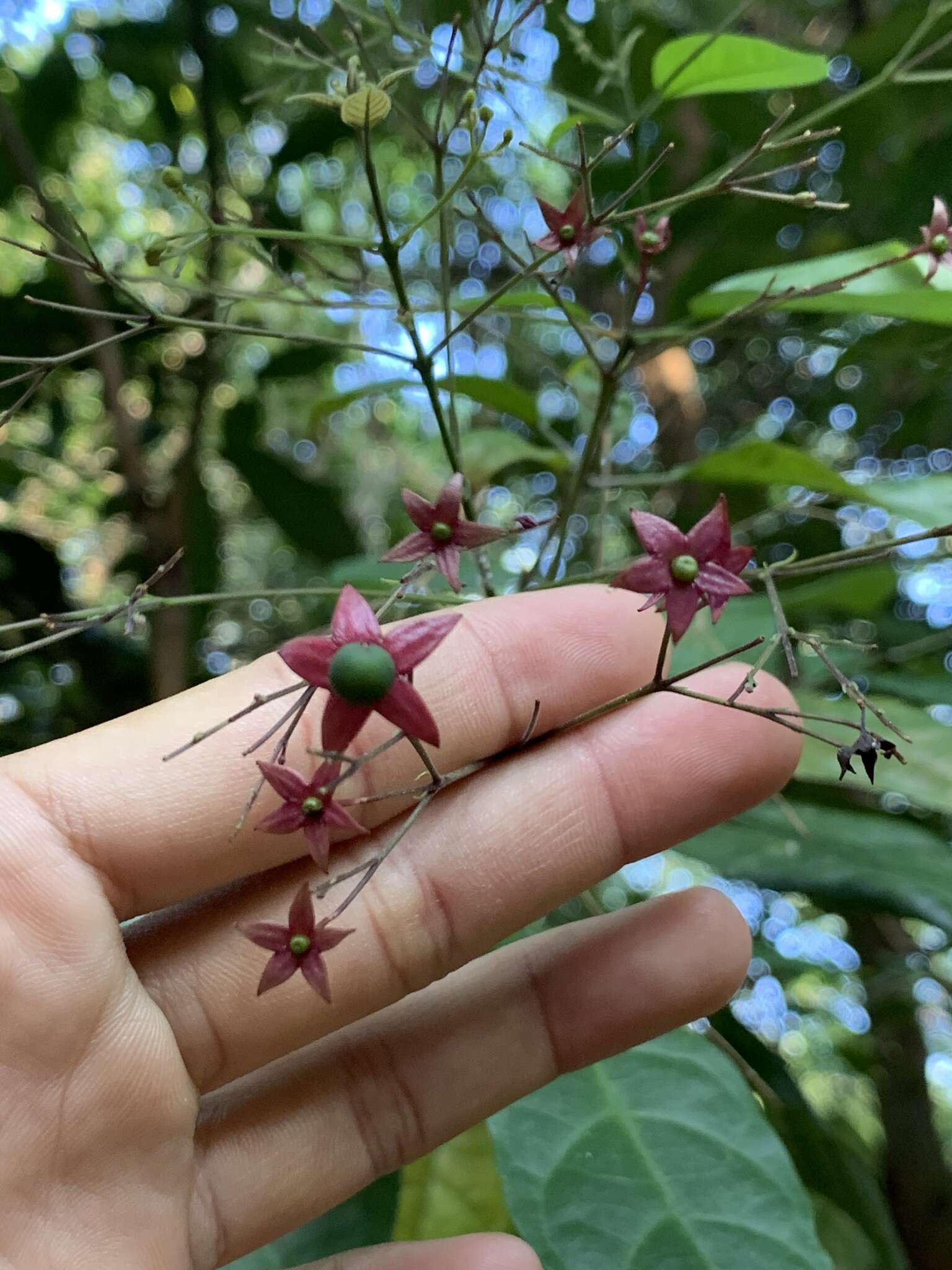 Sivun Clerodendrum laevifolium Blume kuva