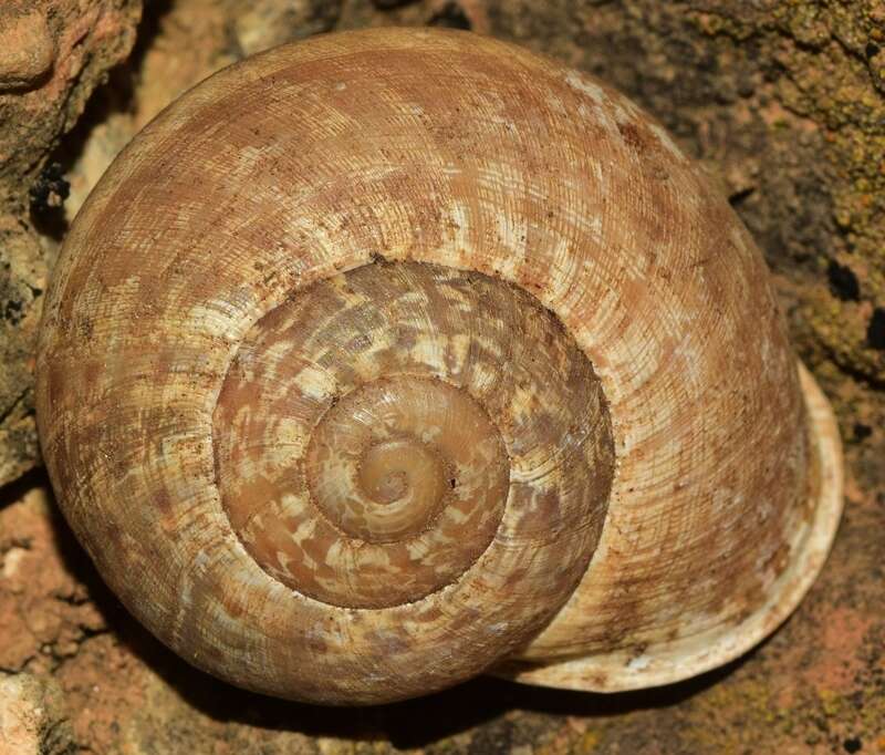 Image of Iberus alonensis (A. Férussac 1821)