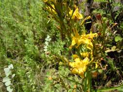 Image of Moraea ramosissima (L. fil.) Druce