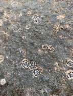 Image of crust porpidia lichen