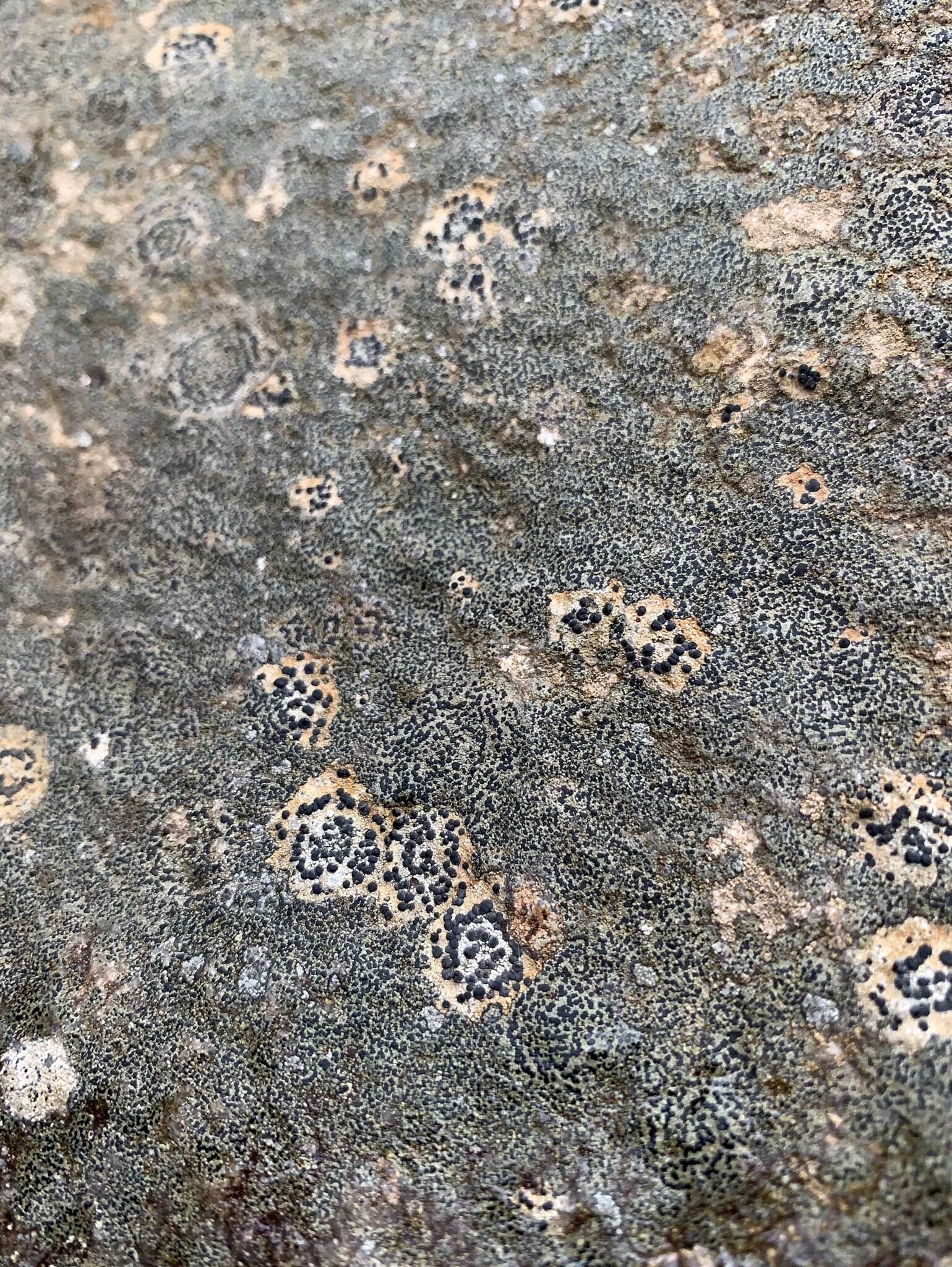 Image of crust porpidia lichen