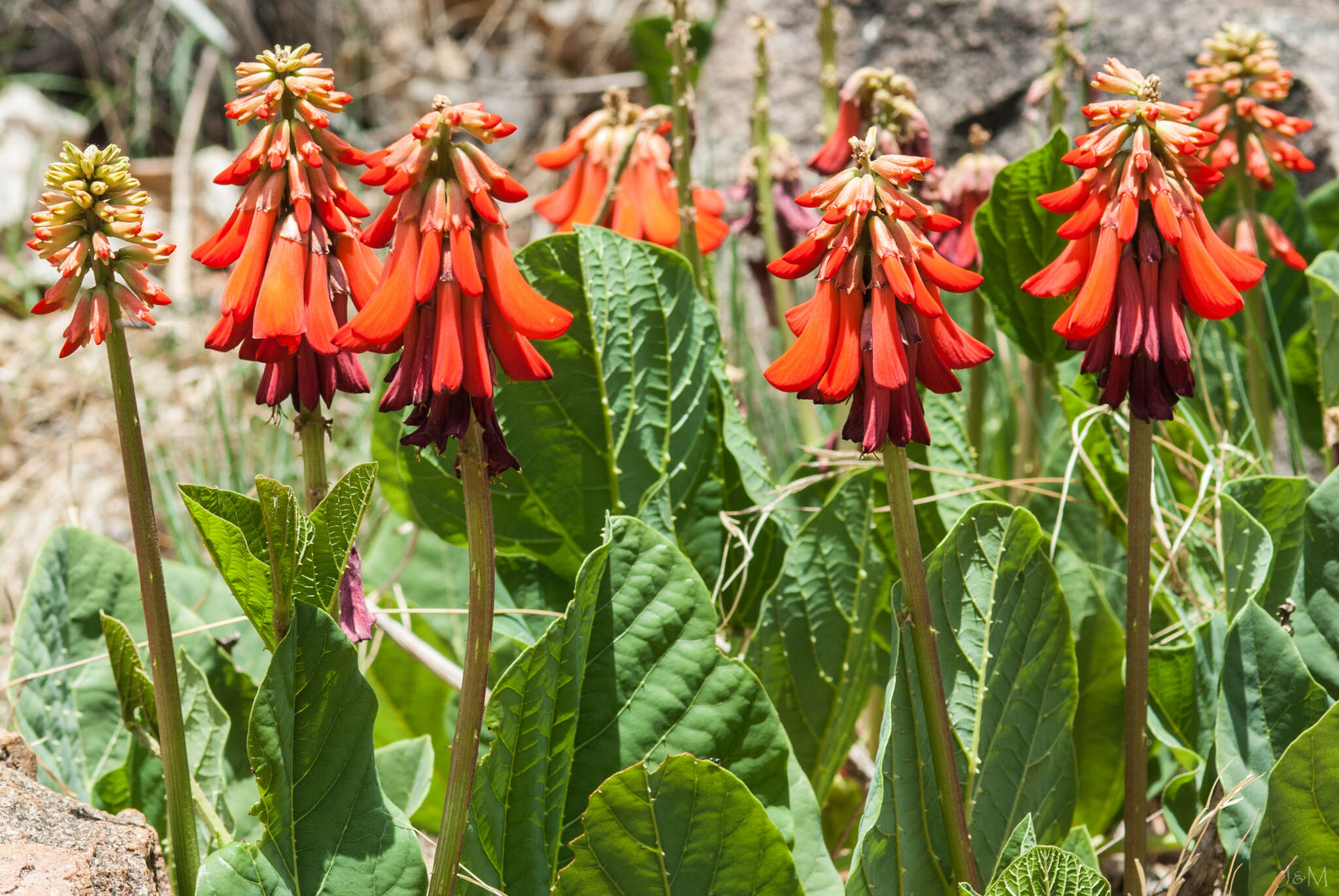 Imagem de Erythrina zeyheri Harv.