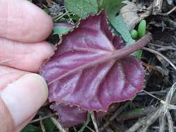 Image of Cyclamen hederifolium subsp. africanum (Boiss. & Reut.) Ietsw.