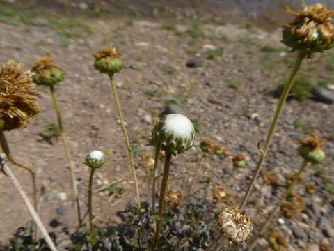 Image of Grindelia chiloensis (Cornel.) Cabrera