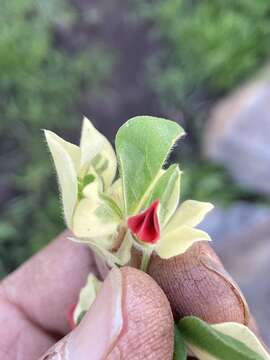 Image de Lotus tetragonolobus L.