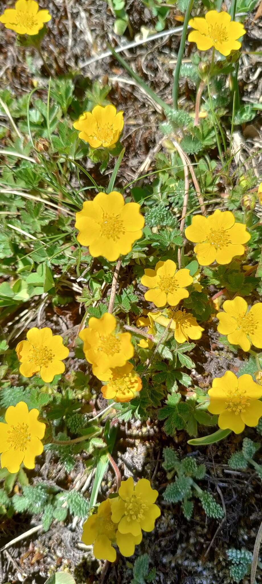 Image of Potentilla ruprechtii Boiss.