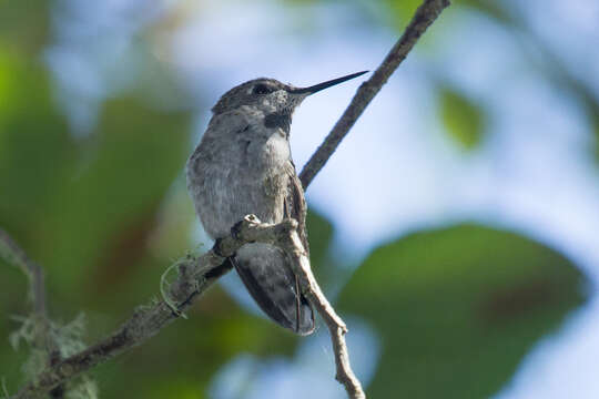 Image of Calypte Gould 1856