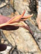 Image de Tritoniopsis revoluta (Burm. fil.) Goldblatt