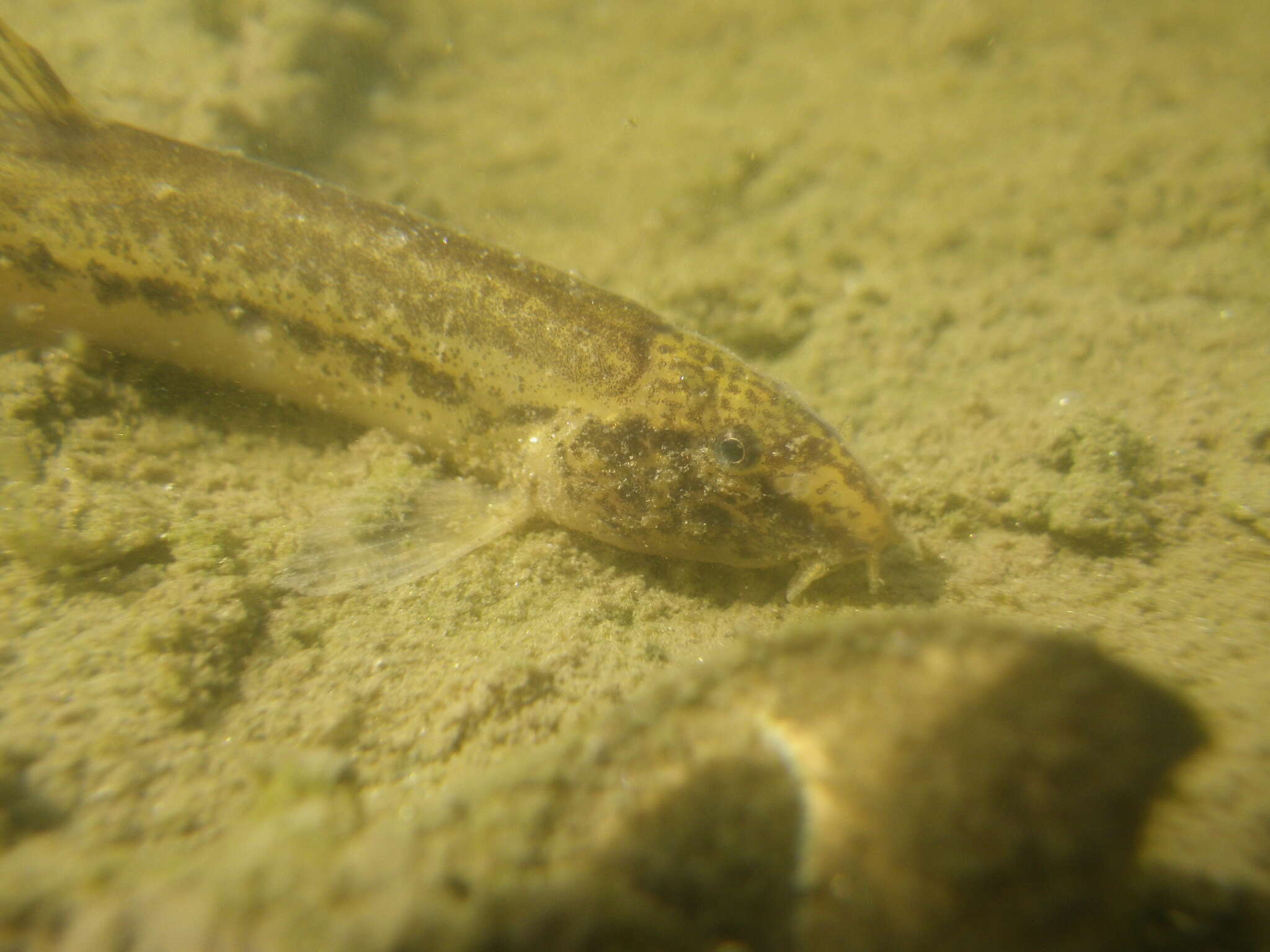 Image of Italian Loach