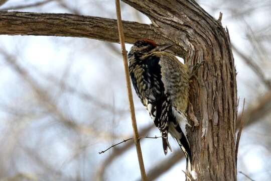 Image of Sapsucker