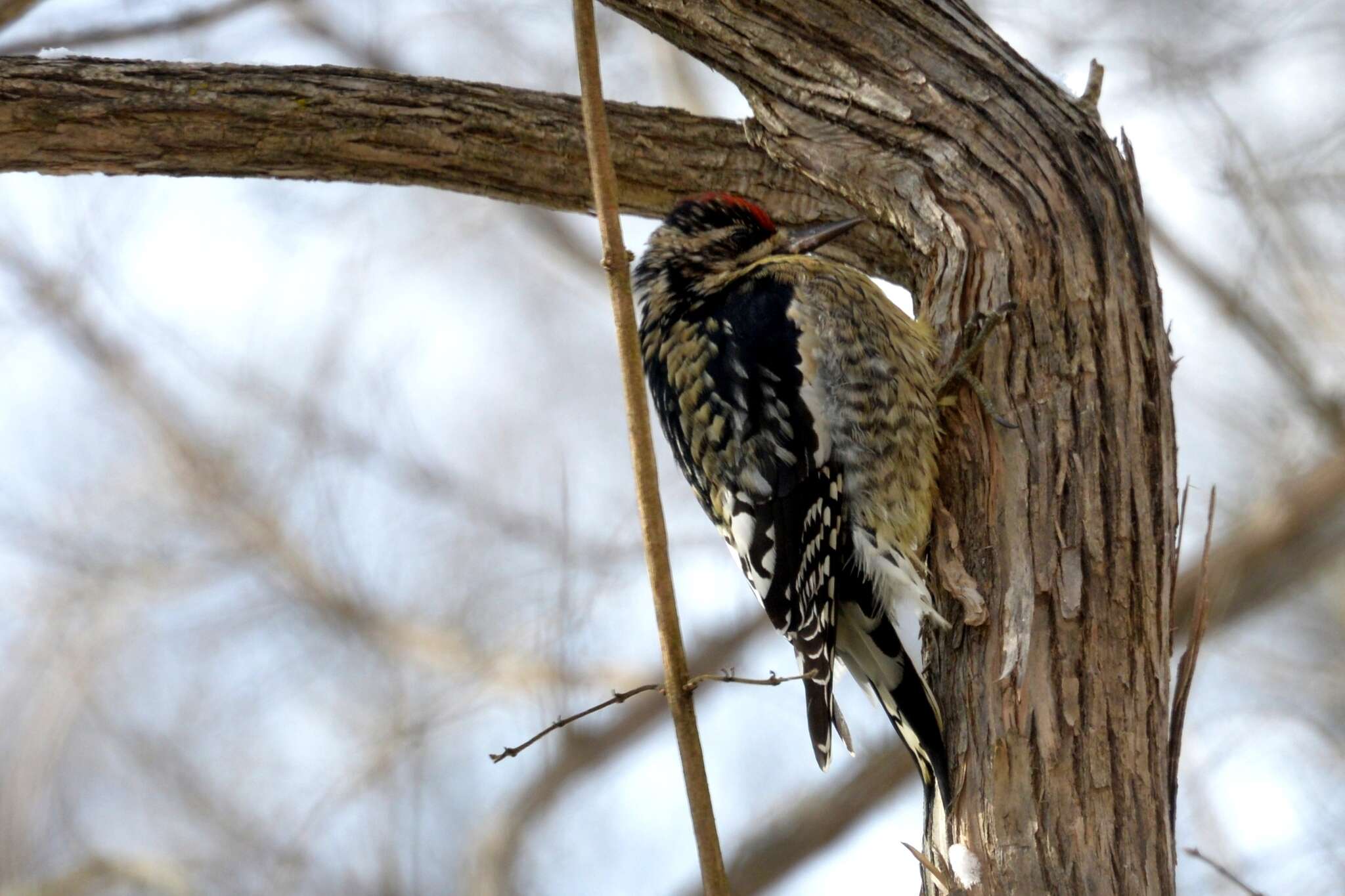 Sphyrapicus Baird & SF 1858 resmi