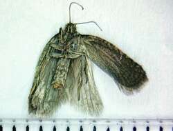 Imagem de Acleris semiannula Robinson 1869