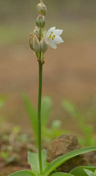 Imagem de Chlorophytum tuberosum (Roxb.) Baker