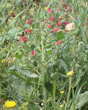 Image of Echium horridum Batt.