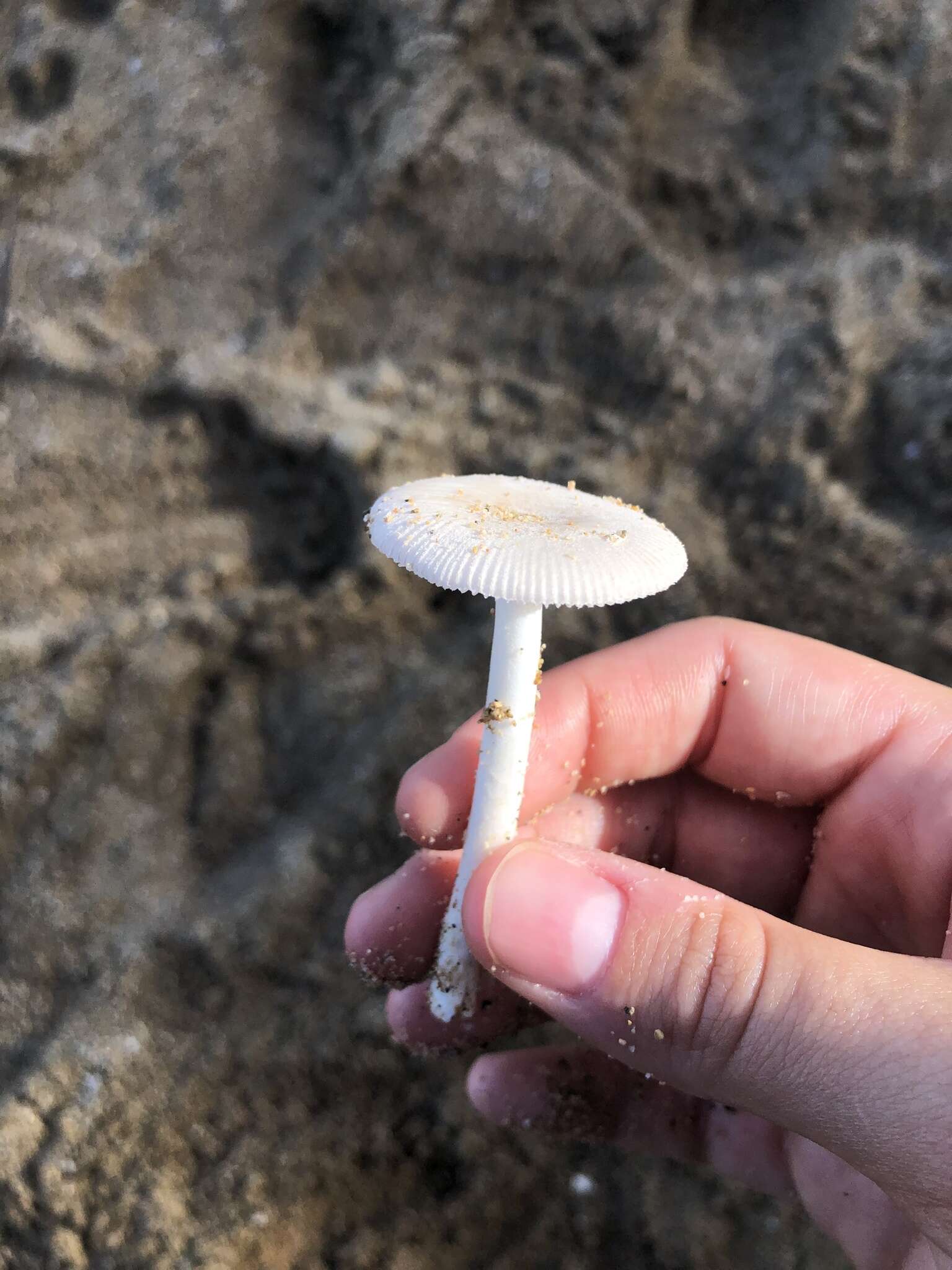 Image of Amanita arenicola O. K. Mill. & Lodge 2000