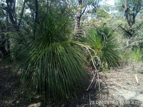 Image of Broad-leafed Grasstree