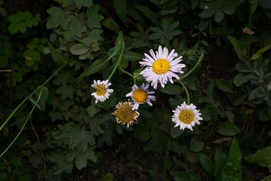 Image de Erigeron aliceae Howell