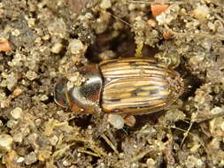 Image of Horse Dung Beetle