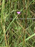 Plancia ëd Geranium columbinum L.