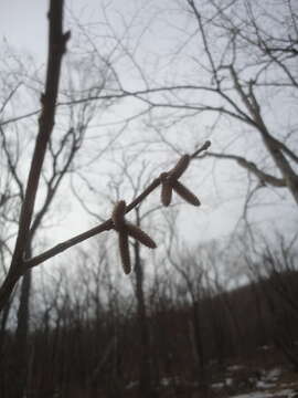 Image of Corylus sieboldiana Blume