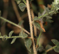 Слика од <i>Brickellia <i>microphylla</i></i> var. microphylla