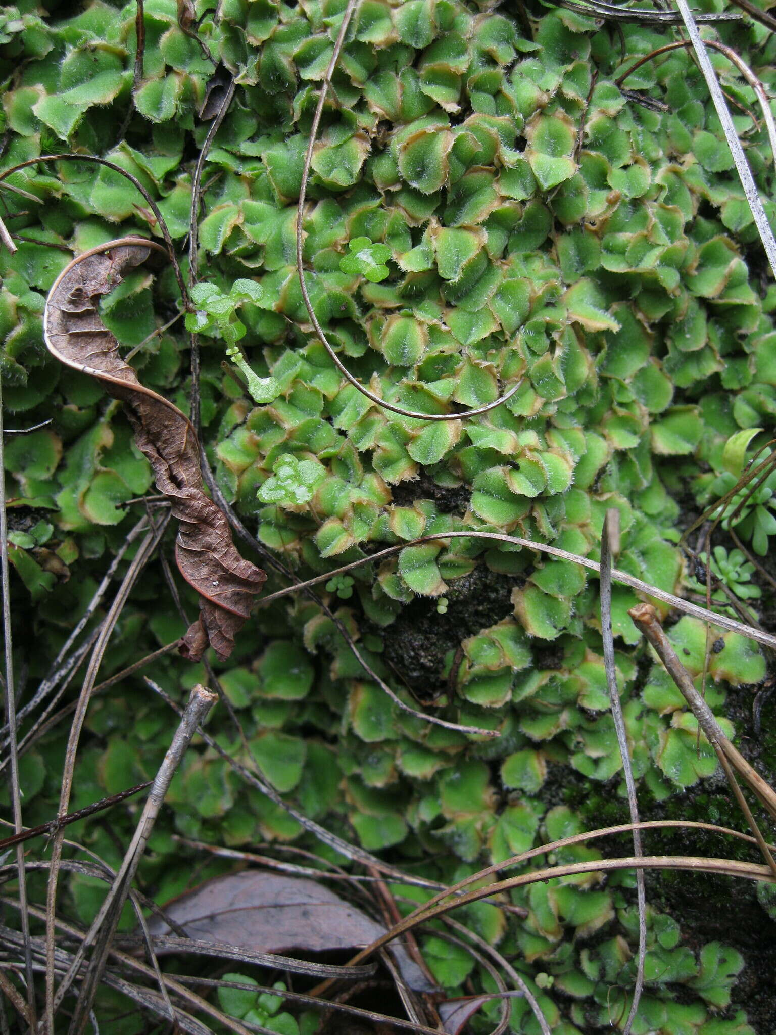 Image of Riccia gougetiana Durieu & Mont.