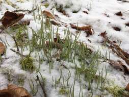 Image of cup lichen