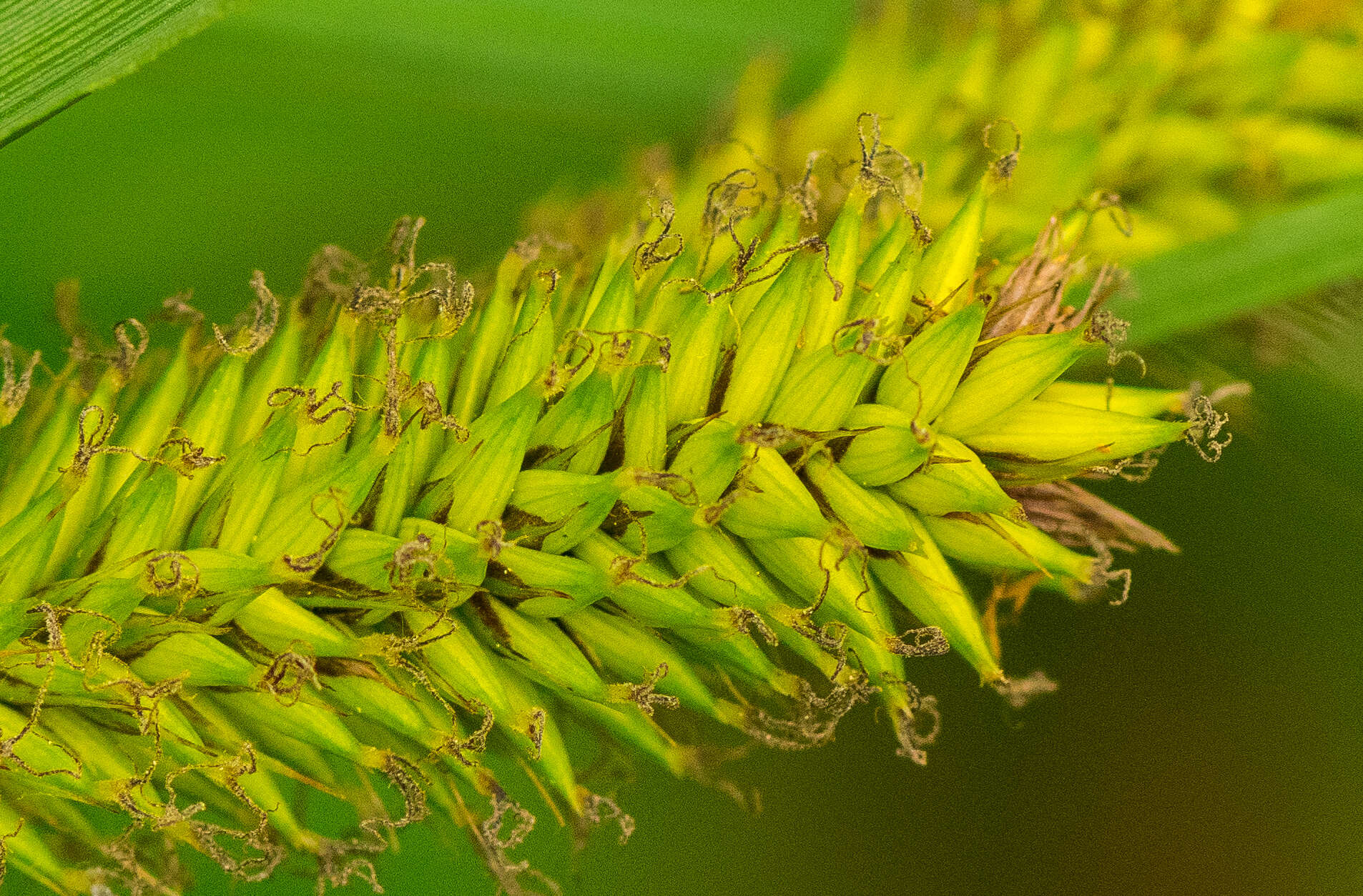 Imagem de Carex lacustris Willd.