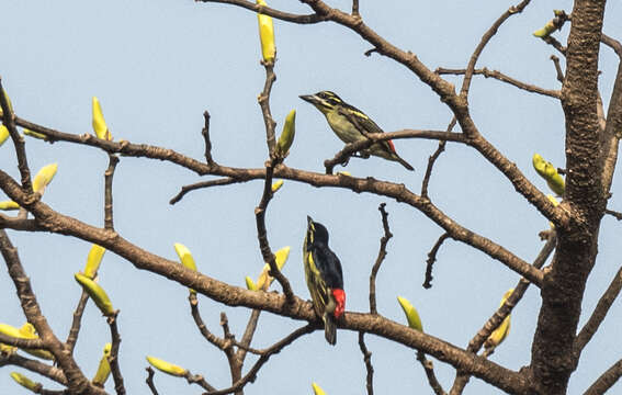 Image of Red-rumped Tinkerbird