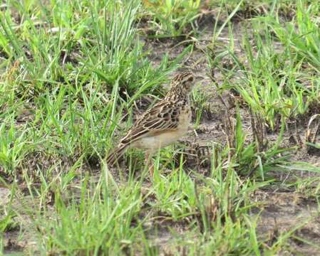 Image of Rufous-naped Lark