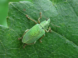 Image of Polydrusus (Eudipnus) formosus (Mayer 1779)