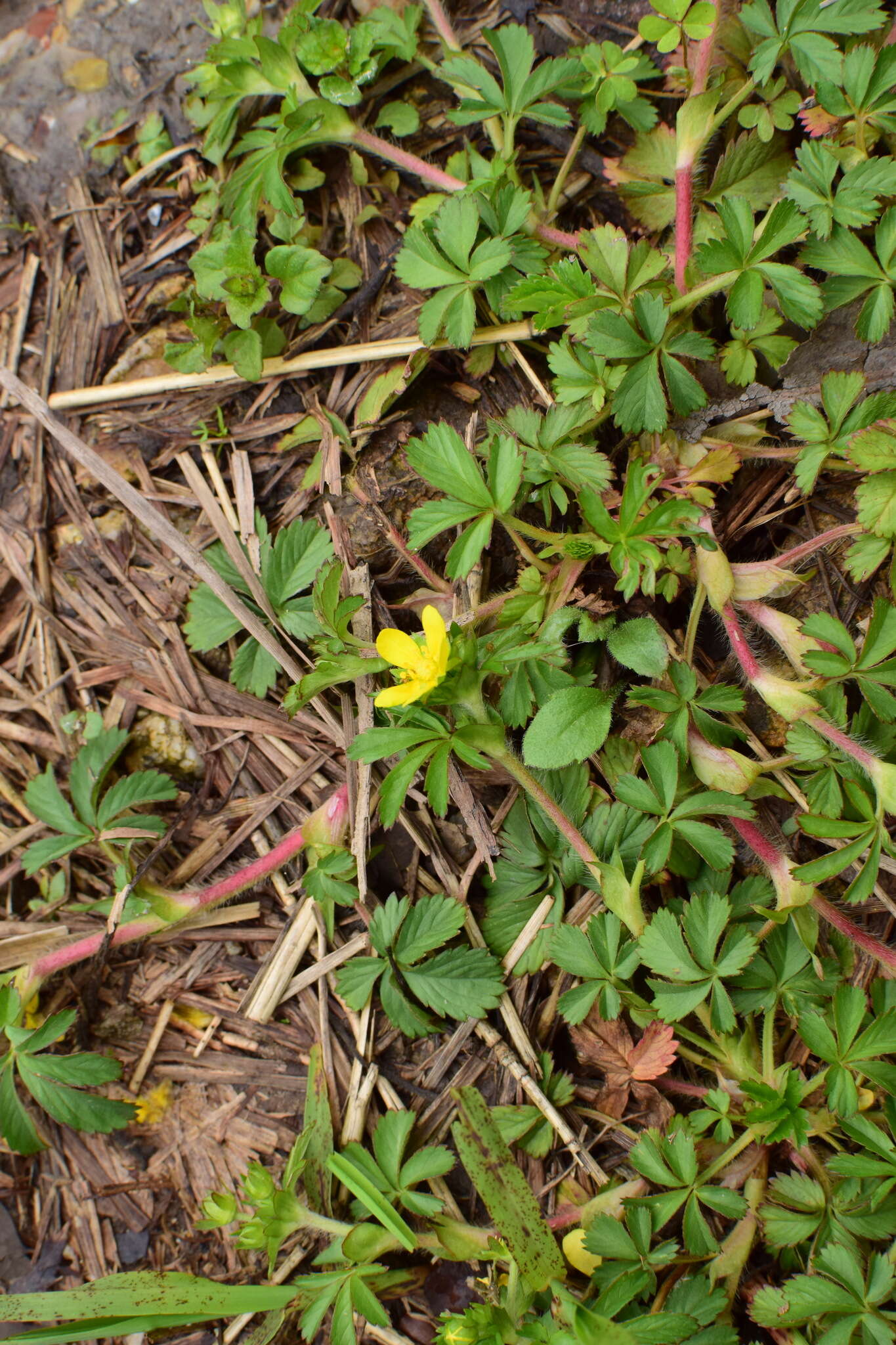 Image of Potentilla sundaica (Bl.) Kuntze