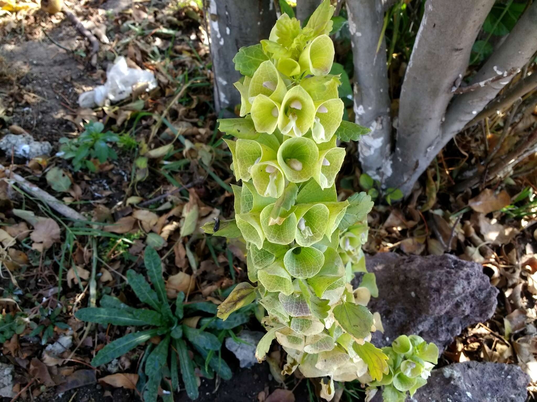 Image of moluccella