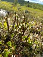 Image of white arctic mountain heather