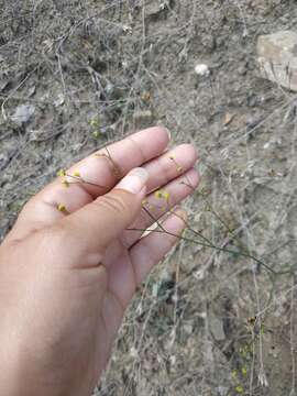 Image of Bupleurum asperuloides Heldr. ex Boiss.