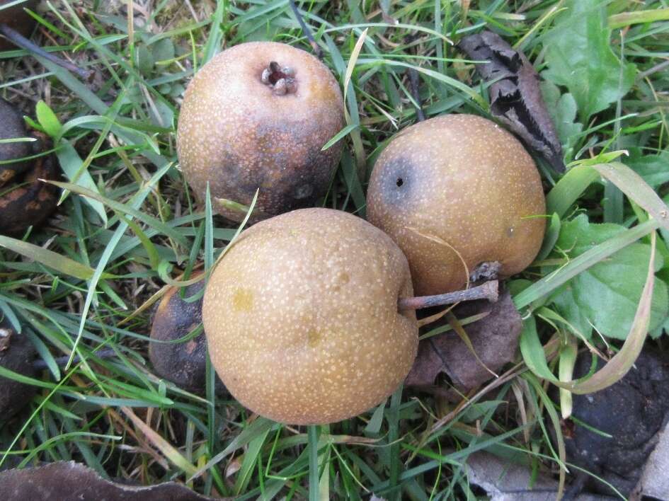 Plancia ëd Pyrus pyrifolia (Burm. fil.) Nakai