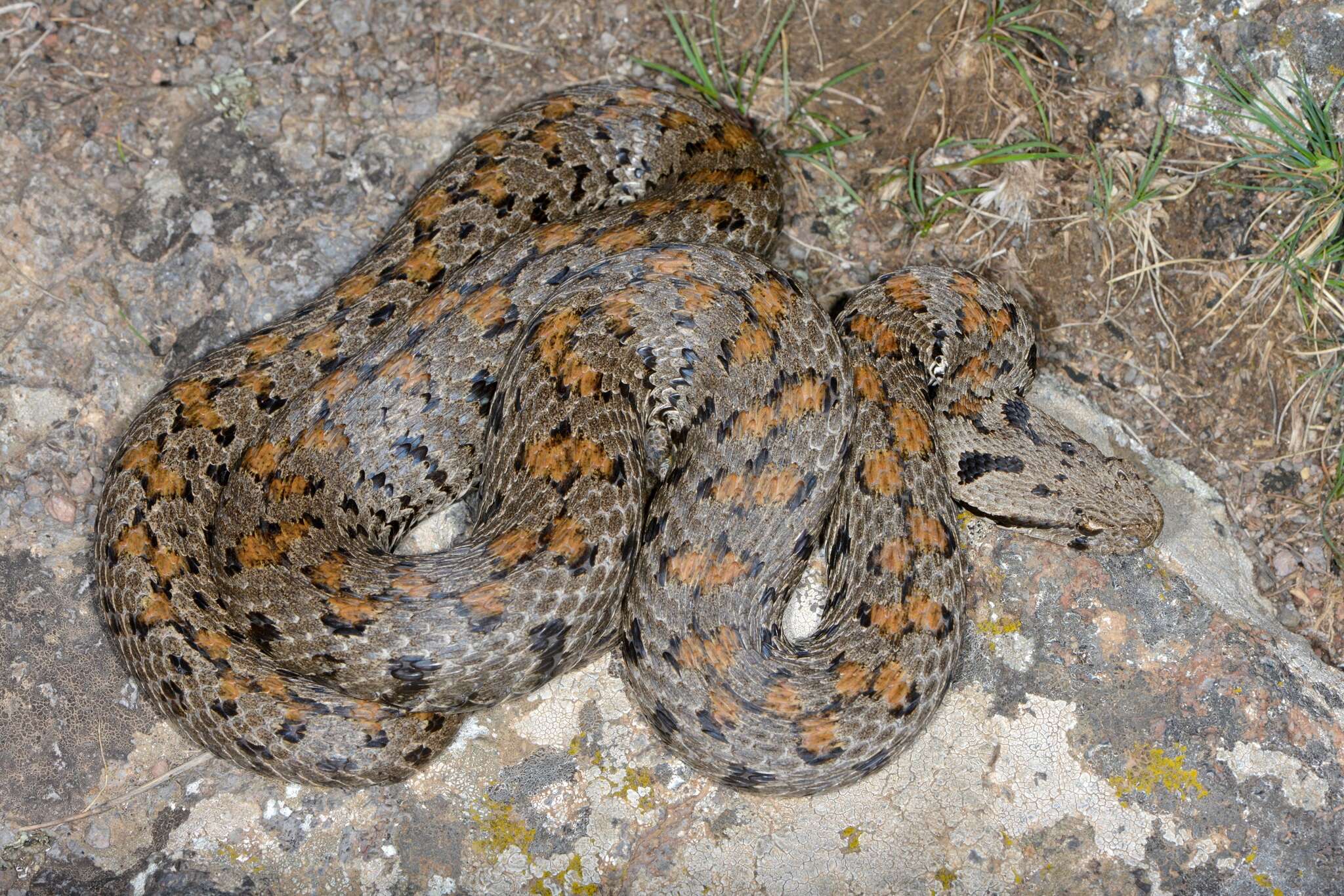 Image of Armenian Viper