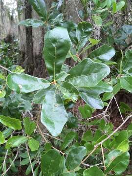 Image of Chapman Oak