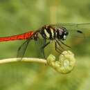 Imagem de Lyriothemis defonsekai van der Poorten 2009