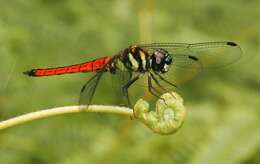 Image of Lyriothemis defonsekai van der Poorten 2009