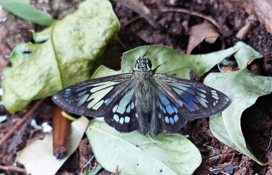 Plancia ëd Phanus australis Miller 1965