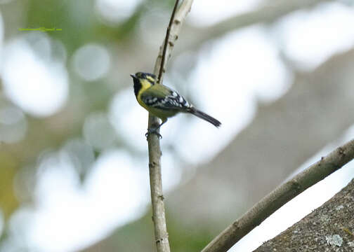 Image de Mésange jaune