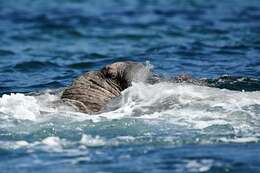 Image of Laptev Sea walrus