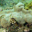 Image of net coral