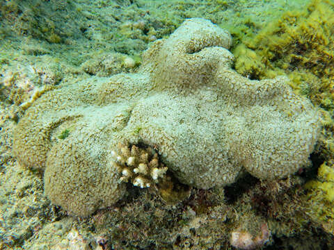 Image of net coral