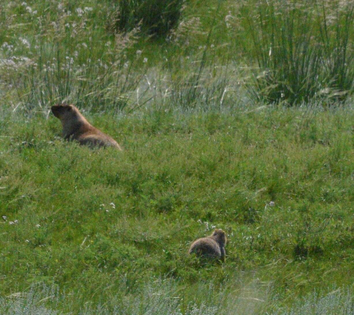 Imagem de Marmota sibirica (Radde 1862)