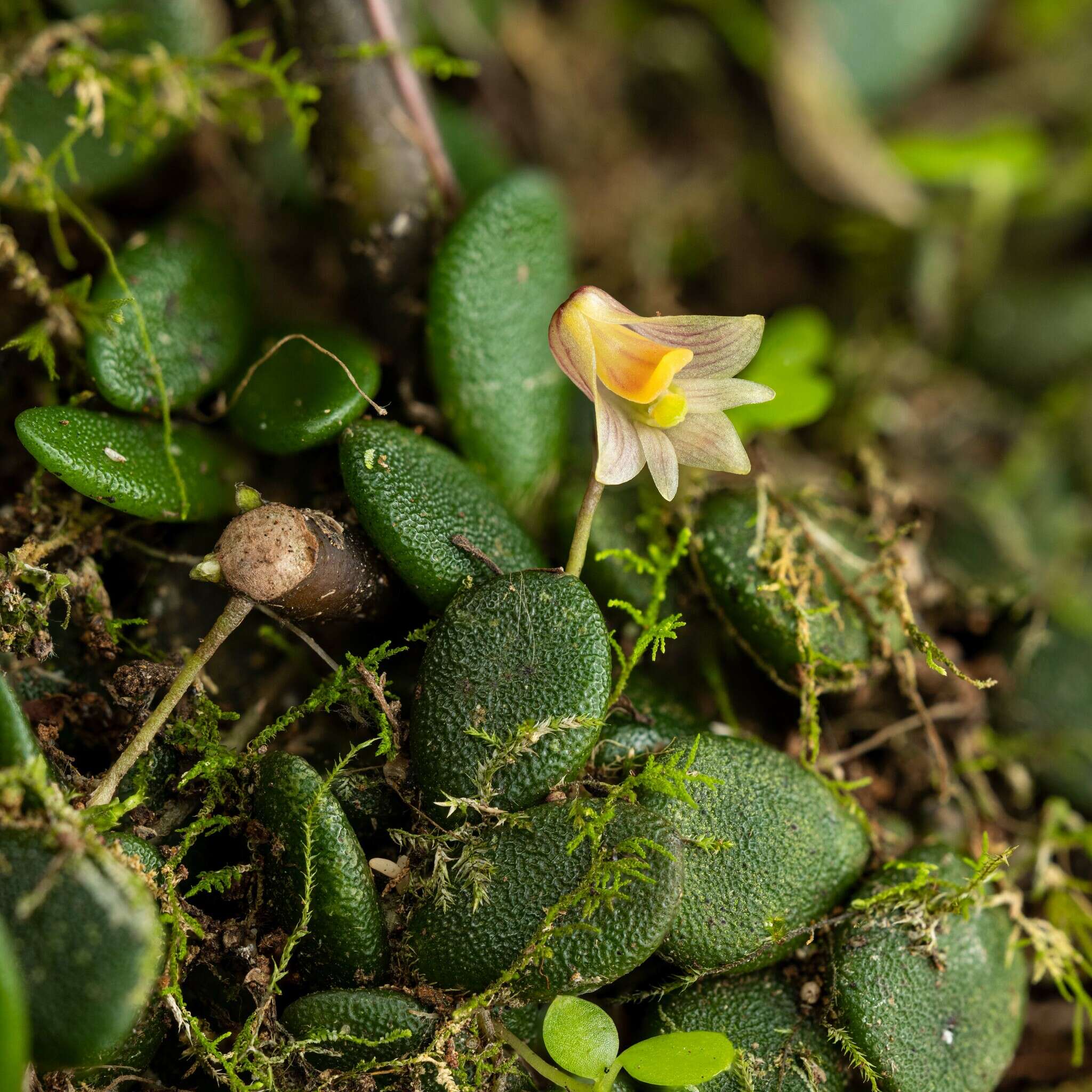 صورة Dendrobium lichenastrum (F. Muell.) Rolfe