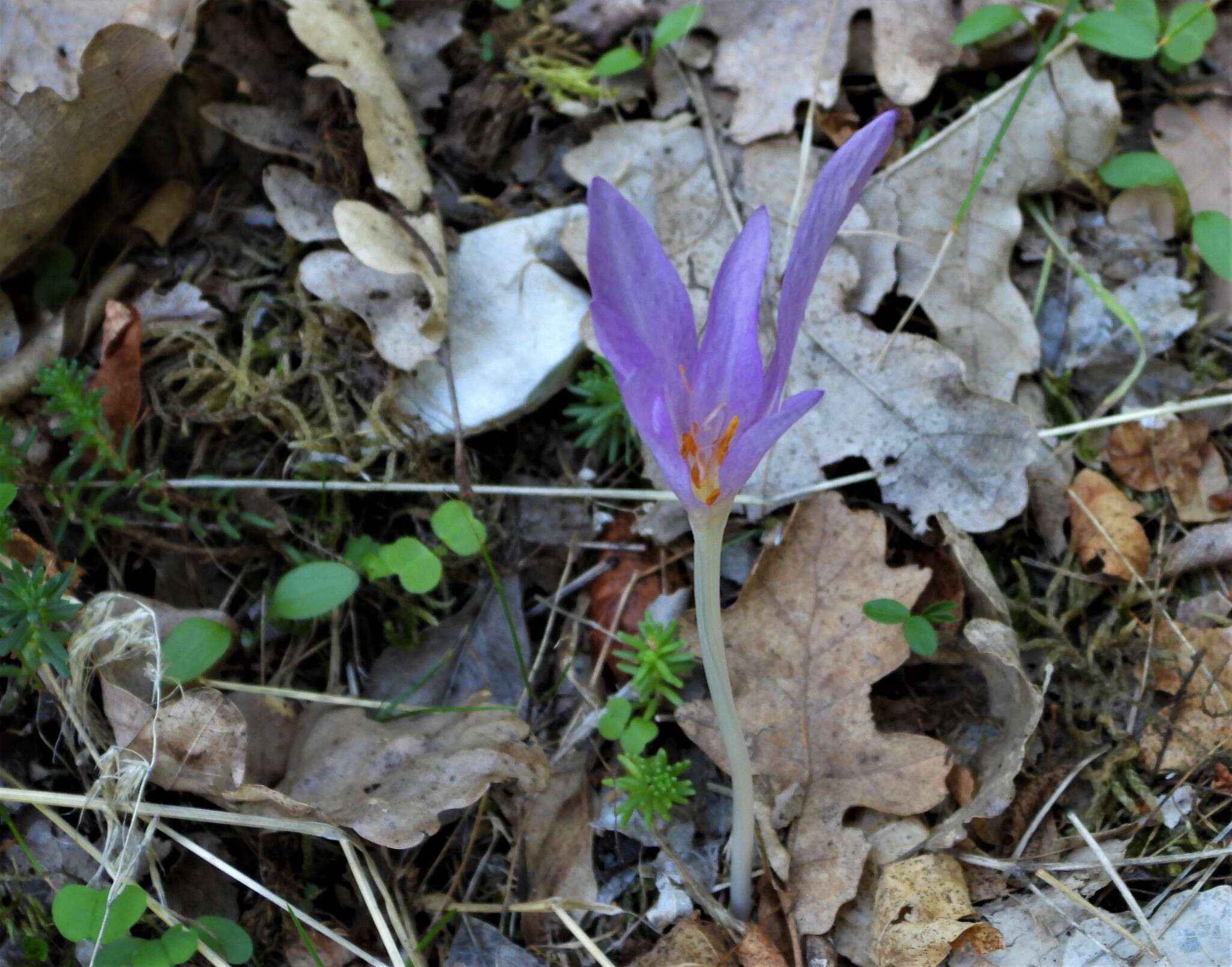 Image of Colchicum lusitanum Brot.