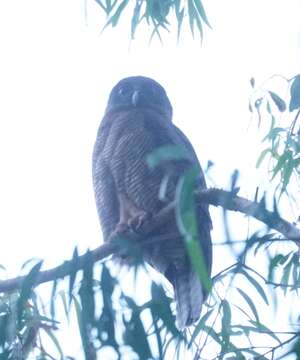 Image of Rufous Boobook